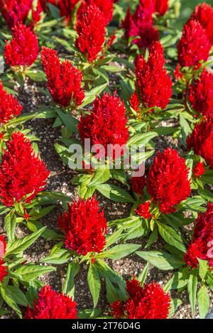 Nahaufnahme von roten gefiederten Hahnenwabenblüten Stockfoto