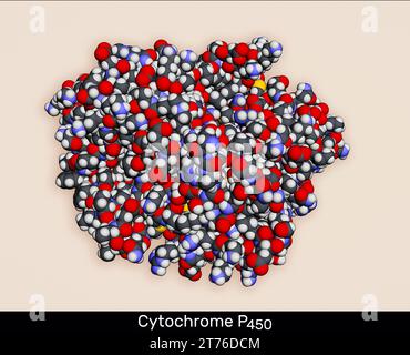 Cytochrom-P450-Molekül. CYP 3A4 ist das am meisten promiskulierende der menschlichen CYP-Enzyme. Molekulares Modell. 3D-Rendering. Abbildung Stockfoto