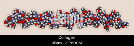 Kollagenproteinmolekül. Molekulares Modell. 3D-Rendering. Abbildung Stockfoto