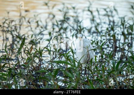 Zwischenreiter steht perfekt still zwischen Grünwasserpflanzen, mit hellen, nach vorne gerichteten, gelben Augen, die bei Tagesanbruch nach Beute suchen. Stockfoto