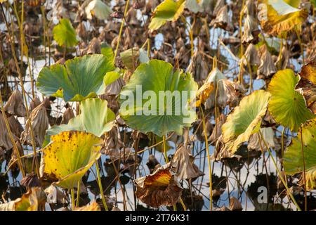 Nelumbo nucifera, auch bekannt als heiliger Lotus im Takada Castle Park in Joetsu. Stockfoto