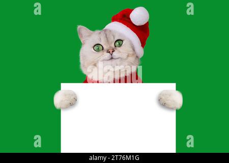 Lustige Katze, die einen roten santas Hut trägt, hält ein weißes, leeres Banner, isoliert auf grünem Hintergrund Stockfoto