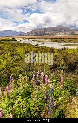 Landschaftsszene in Omarama Neuseeland mit Lupinen im Vordergrund ursprünglich waren Lupinensamen auf Farmen im gesamten Mackenzie Country t verstreut Stockfoto