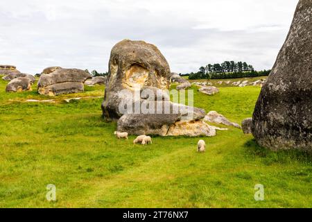 Schafe, die im Fahrerlager Neuseelands bei der Touristenattraktion Elephant Rocks weiden. Die Elephant Rocks sind die verwitterten Überreste des Otekaike-Kalksteins Stockfoto