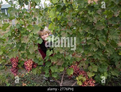 Der lächelnde Vorschuljunge versteckte sich hinter Blättern und Trauben. Ein Kind hilft bei der Ernte großer, leckerer Tafeltrauben. Weinberg mit reifer saftiger Berrie Stockfoto