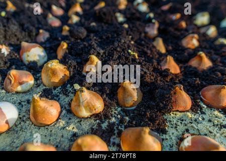 Dutzende Tulpenzwiebeln in sandigen, gut drainierenden Boden gepflanzt. Tulpenzwiebeln in ein Blumenbeet Pflanzen. Tulpen wachsen. Herbstgartenarbeit Hintergrund. Stockfoto