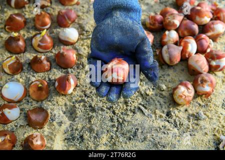 Tulpenzwiebeln in ein Blumenbeet Pflanzen. Tulpen wachsen. Herbstgartenarbeit Hintergrund. Stockfoto