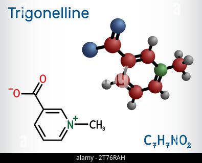 Trigonelline pflanzliche Alkaloidmoleküle. Es ist Methylierungsprodukt von Niacin-Vitamin B3, methyliertem Niacin. Strukturelle chemische Formel, Molekülmodell. Stock Vektor