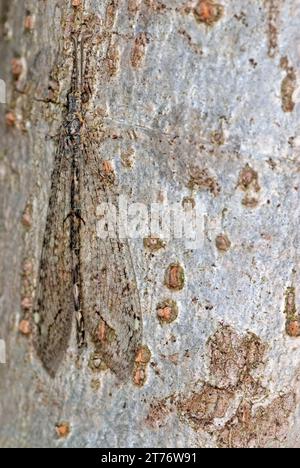 Ameisenlöwe Tarnung auf Baumrinde Stockfoto