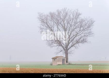 Ein Baum und ein kleines Haus in der toskanischen Landschaft, Italien, in den Morgennebel gehüllt Stockfoto