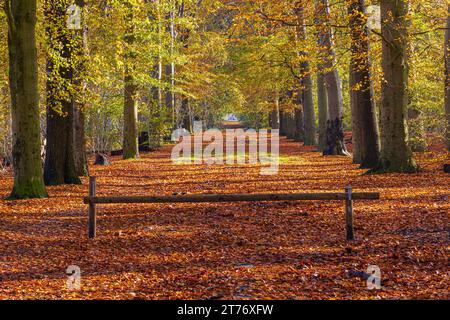 Es ist Herbst im Wald an einem sonnigen Tag in der Nähe des Anwesens Fraeylemaborg in Slochteren, in der Provinz Groningen, Niederlande. Stockfoto