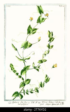 Alte Illustration der gelben Erbse (Lathyrus aphaca). Von G. Bonelli über Hortus Romanus, publ. N. Martelli, Rom, 1772–93 Stockfoto