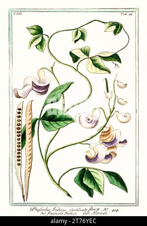 Alte Illustration der gewöhnlichen Bohne (Phaseolus vulgaris). Von G. Bonelli über Hortus Romanus, publ. N. Martelli, Rom, 1772–93 Stockfoto