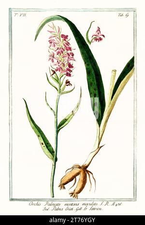 Alte Illustration der Heath Fleckorchidee (Dactylorhiza maculata). Von G. Bonelli über Hortus Romanus, publ. N. Martelli, Rom, 1772–93 Stockfoto
