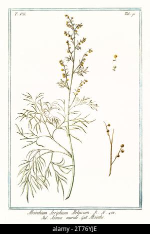 Alte Illustration der Artemisia sericea. Von G. Bonelli über Hortus Romanus, publ. N. Martelli, Rom, 1772–93 Stockfoto