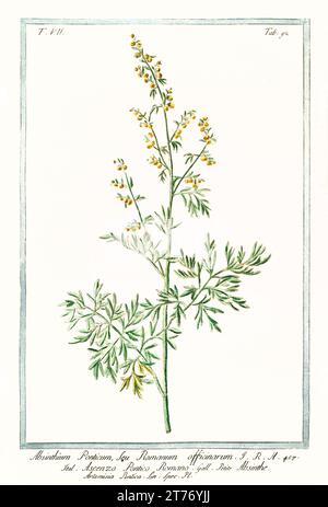 Alte Illustration des römischen Wermut (Artemisia pontica). Von G. Bonelli über Hortus Romanus, publ. N. Martelli, Rom, 1772–93 Stockfoto