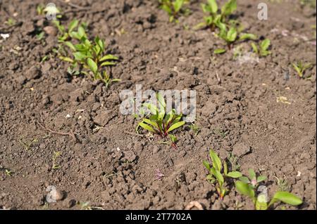 Junge Rüben wächst in einem Gartenbeet. Hochwertige Fotos Stockfoto