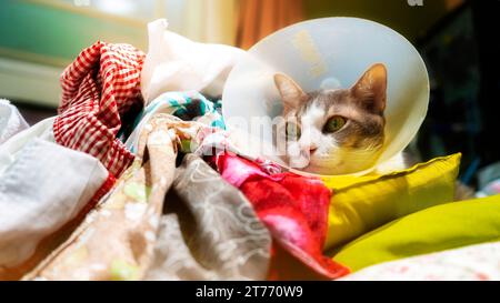 Eine kranke Katze versteckt sich in einem Haufen Kleidung, weil sie sich sicher fühlt. Stockfoto