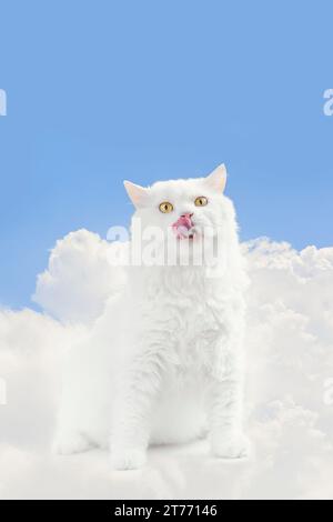 Weiße persische Katze, die auf den Wolken sitzt, scheint Nahrung zu essen. Es ist wie im Himmel zu sein. Stockfoto