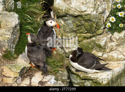 Während der Razorbill auf den Felsvorsprüngen der Kreidefelsen bei Bempton nistet, nisten die Puffins in Spalten und Höhlen in der Felswände. Stockfoto