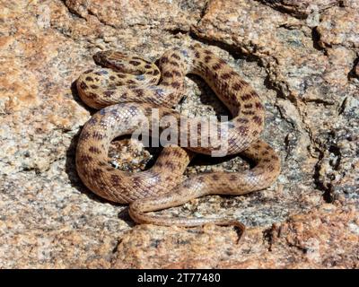 Eine Nahaufnahme einer braunen, gewickelten Schlange, die auf einem Felsen in ihrem natürlichen Lebensraum thront Stockfoto