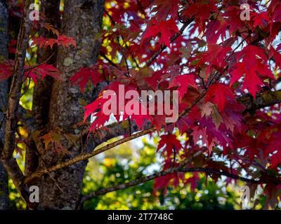 Selektiver Fokus von Blättern aus rotem Ahorn (Acer rubrum) mit verschwommenem Hintergrund im Herbst Stockfoto