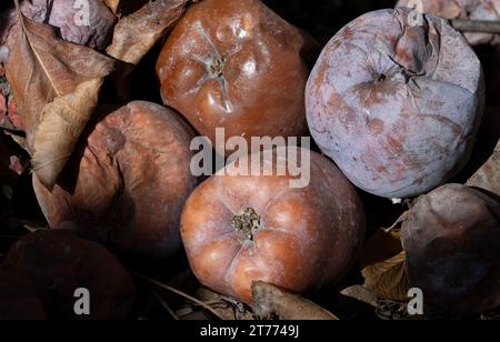 Äpfel überreif, auf einem Erdboden und Blätter in Brauntönen. Braune Früchte. Herbstlicher Look. Stockfoto