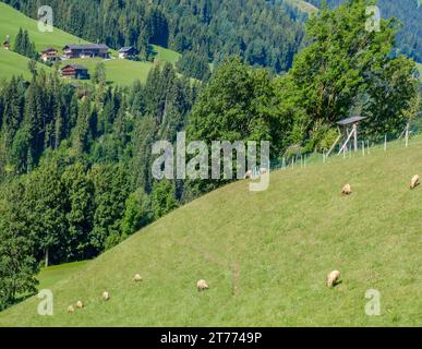 Schafe auf steil abfallenden Weiden mit hohen Bäumen und Häusern im Hintergrund im Alpbach, Österreich. Stockfoto