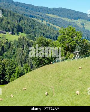 Schafe auf steil abfallenden Weiden mit hohen Bäumen und Häusern im Hintergrund im Alpbach, Österreich. Stockfoto