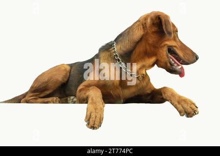 Hund, der auf dem Boden liegt, isoliert auf einem weißen Hintergrund mit Beschneidungspfad Stockfoto