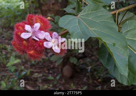 Nahaufnahme von rosa Blumen, jungen roten Früchten und Laub von bixa orellana aka Achiote oder Lippenstiftbaum im Freien auf natürlichem Hintergrund Stockfoto