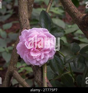 Nahaufnahme der hellrosa Rose und des Laubs, das draußen auf dunklem natürlichem Hintergrund blüht Stockfoto