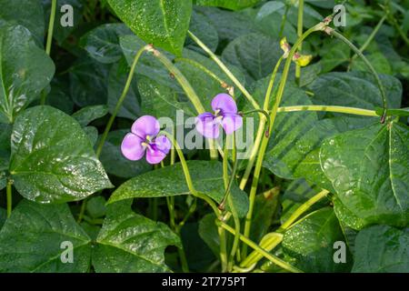 Nahaufnahme der violetten Blumen, Laub und Bohnen von vigna unguiculata aka Kuherbse im Freien im tropischen Feld Stockfoto