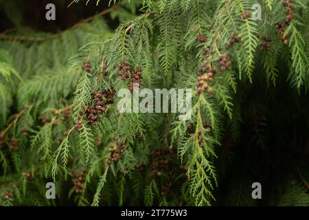 Leyland Cypress, Cupressus x leylandii Stockfoto