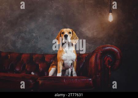 Wunderschöner Beagle-Hund, der auf einem dunkelroten Sofa im Loft sitzt Stockfoto