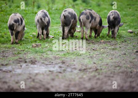 Rückansicht von fleckigen Ferkeln beim Fressen Stockfoto