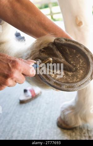 Nahaufnahme von einer reifen Frau Hände Reinigung einen Pferd HUF Stockfoto