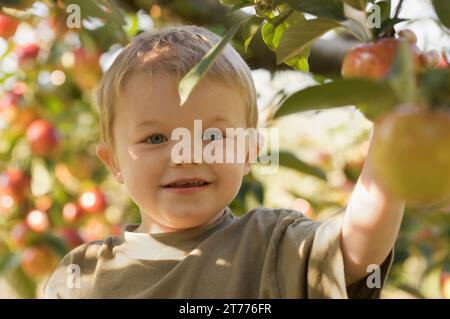 Nahaufnahme eines lächelnden jungen Kommissionierung einen Apfel vom Apfelbaum Stockfoto