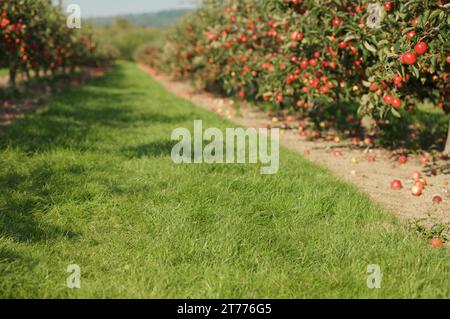 Der rote Apfelbaum von Norfolk Stockfoto