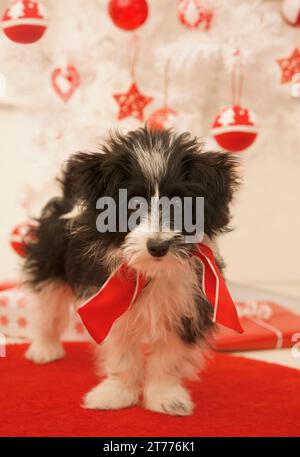 Schwarz-weißes Hündchen, das an einem Weihnachtsbaum steht Stockfoto