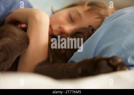 Junge schläft im Bett mit einem schokoladigen labrador-Welpen Stockfoto