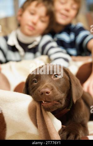 Labrador-Welpe, der eine Decke kaut, während zwei Jungs zuschauen Stockfoto