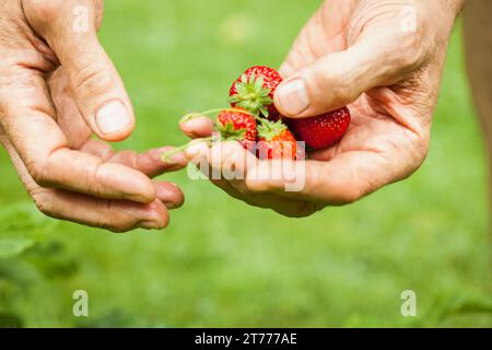 Mann pflücken Erdbeeren, Nahaufnahme Stockfoto