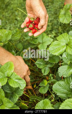 Mann pflücken Erdbeeren, Nahaufnahme Stockfoto