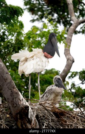 Jabiru Storch im tropischen Pantanal, Brasilien, 28. September 2023. (CTK Foto/Ondrej Zaruba) Stockfoto