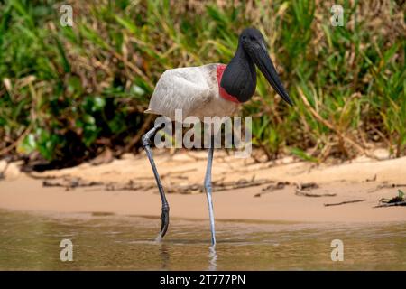 Jabiru Storch im tropischen Pantanal, Brasilien, 1. Oktober 2023. (CTK Foto/Ondrej Zaruba) Stockfoto