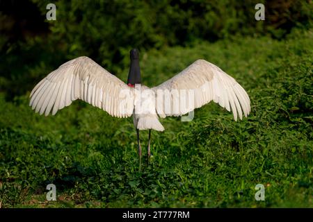 Jabiru Storch im tropischen Pantanal, Brasilien, 2. Oktober 2023. (CTK Foto/Ondrej Zaruba) Stockfoto