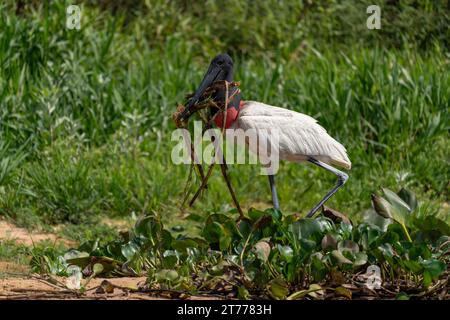 Jabiru Storch im tropischen Pantanal, Brasilien, 4. Oktober 2023. (CTK Foto/Ondrej Zaruba) Stockfoto