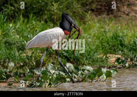 Jabiru Storch im tropischen Pantanal, Brasilien, 4. Oktober 2023. (CTK Foto/Ondrej Zaruba) Stockfoto