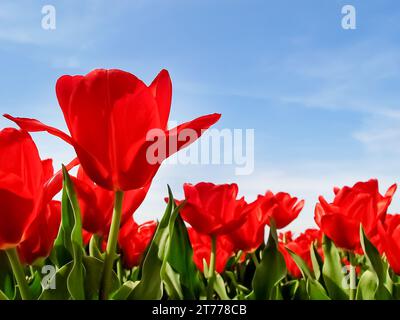 Wunderschöner Morgen und Feld mit rotem Mohn unter blauem Himmel Stockfoto